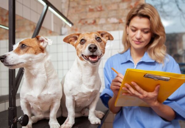 Assurance Animaux Assurance Animaux